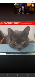 Lost Male Cat last seen D street and 3rd, National City, CA 91950