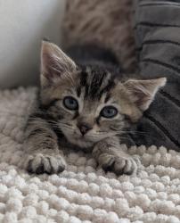 Shelter Stray Female Cat last seen Doolittle, SAN LEANDRO, CA, 94577, 8323 Baldwin St, Oakland, CA 94621, USA