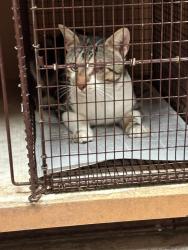 Shelter Stray Unknown Cat last seen Near Village Green Drive, AUSTIN, TX, 78753, 7201 Levander Loop bldg a, Austin, TX 78702, USA