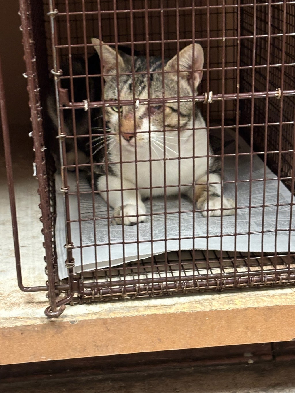 Shelter Stray Unknown Cat last seen Near Village Green Drive, AUSTIN, TX, 78753, 7201 Levander Loop bldg a, Austin, TX 78702, USA