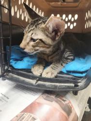 Shelter Stray Male Cat last seen Near Frontier Valley Drive, AUSTIN, TX, 78741, 7201 Levander Loop bldg a, Austin, TX 78702, USA