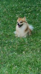 Found/Stray Unknown Dog last seen Rimrock, Madison, WI 53713