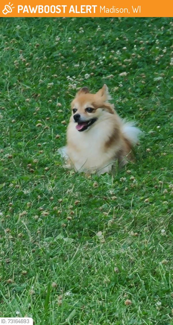 Found/Stray Unknown Dog last seen Rimrock, Madison, WI 53713