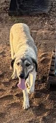 Found/Stray Male Dog last seen Waste water plant, Broken Arrow, OK 74011