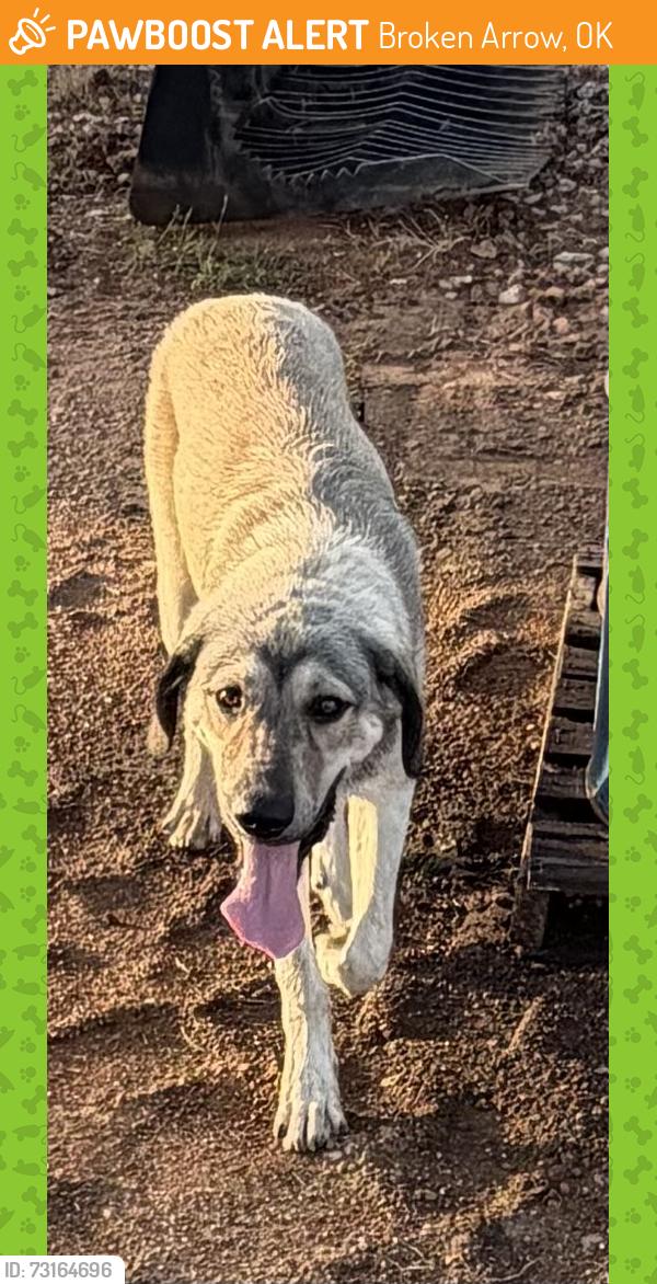 Found/Stray Male Dog last seen Waste water plant, Broken Arrow, OK 74011