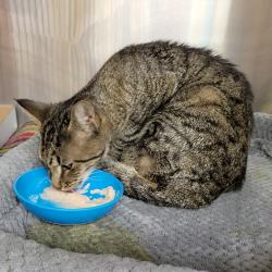 Shelter Stray Male Cat last seen , 4500 N Access Rd, Chattanooga, TN 37415, USA