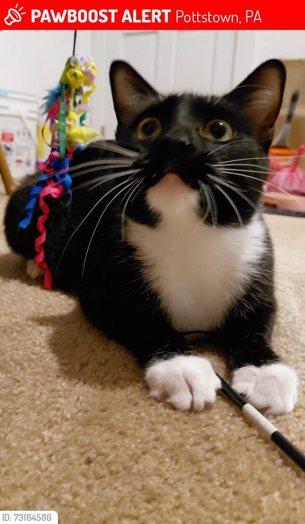 Lost Female Cat last seen Near block Prospect St Pottstown (N. Adams Street and N. Franklin Street area), Pottstown, PA 19464