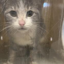 Shelter Stray Female Cat last seen , Animal Care & Control Team of Philly, 111 W Hunting Park Ave, Philadelphia, PA 19140, USA