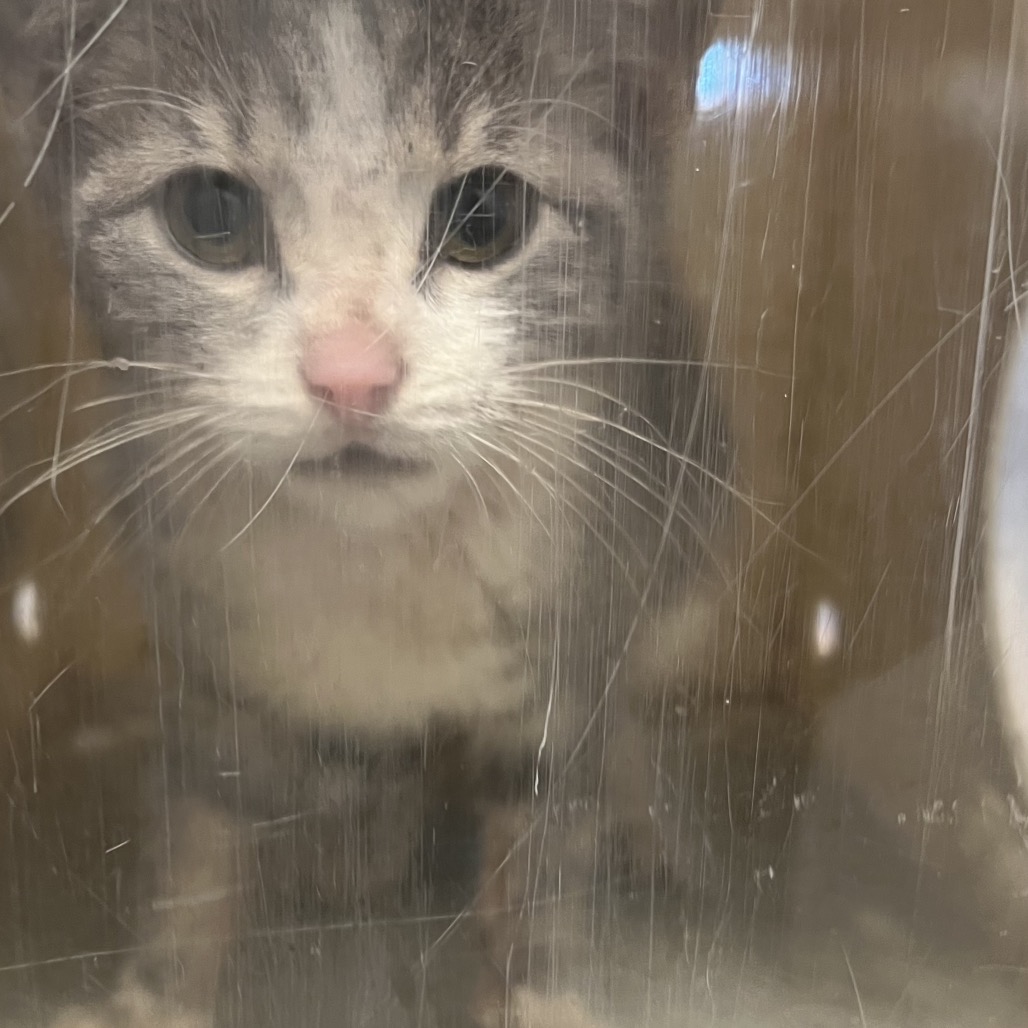 Shelter Stray Female Cat last seen , Animal Care & Control Team of Philly, 111 W Hunting Park Ave, Philadelphia, PA 19140, USA