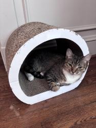 Lost Female Cat last seen Upper Brandon, Norfolk, VA 23508