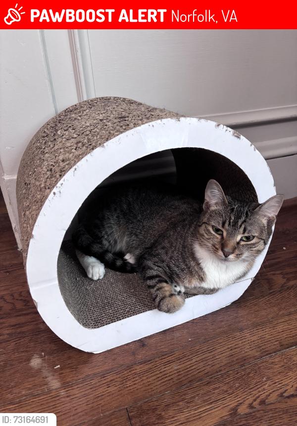 Lost Female Cat last seen Upper Brandon, Norfolk, VA 23508