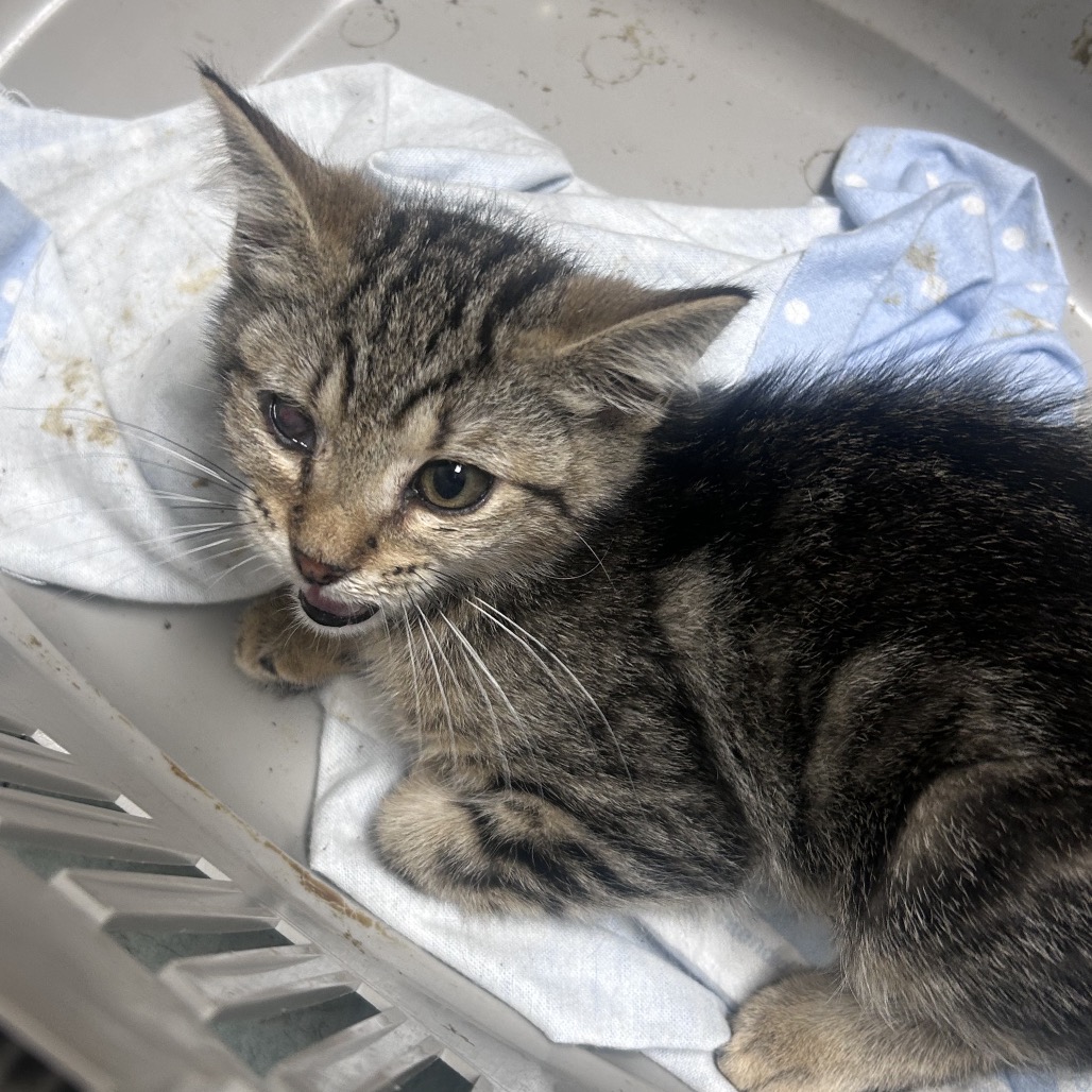 Shelter Stray Female Cat last seen , Animal Care & Control Team of Philly, 111 W Hunting Park Ave, Philadelphia, PA 19140, USA