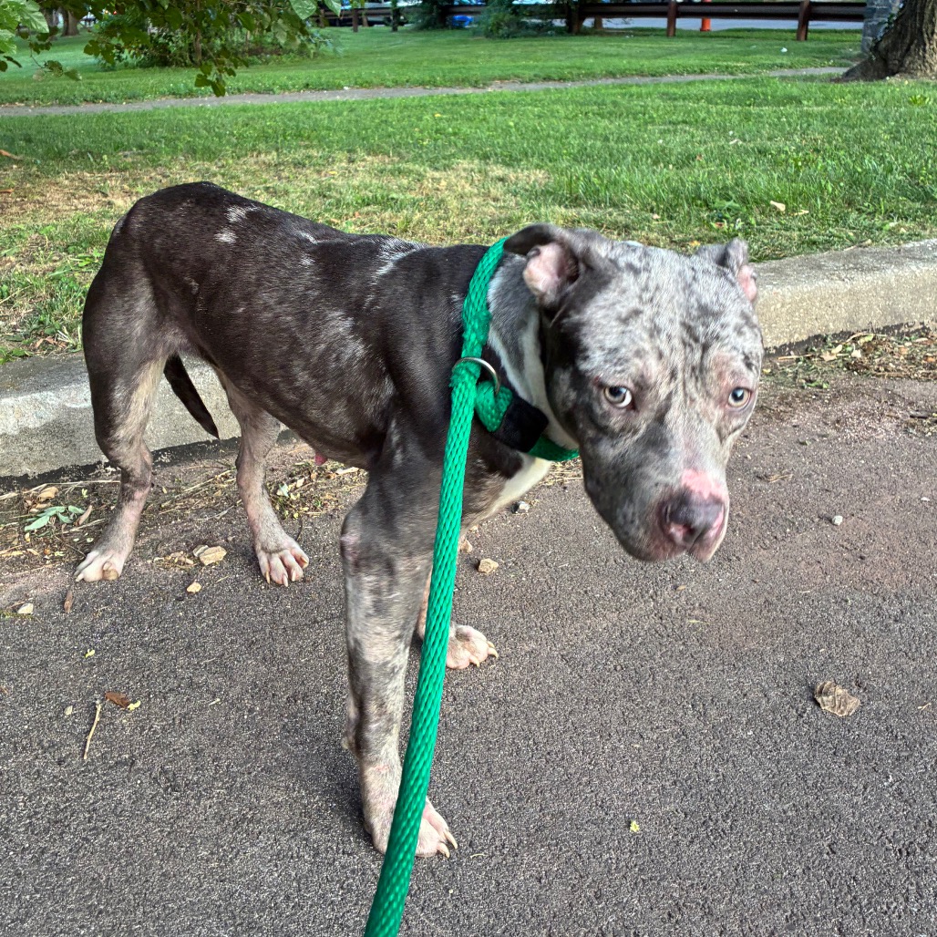 Shelter Stray Female Dog last seen , Animal Care & Control Team of Philly, 111 W Hunting Park Ave, Philadelphia, PA 19140, USA