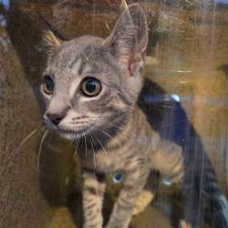 Shelter Stray Female Cat last seen , Animal Care & Control Team of Philly, 111 W Hunting Park Ave, Philadelphia, PA 19140, USA