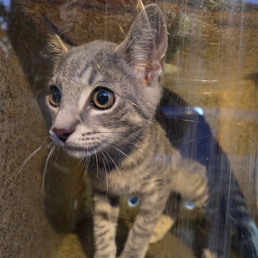Shelter Stray Female Cat last seen , Animal Care & Control Team of Philly, 111 W Hunting Park Ave, Philadelphia, PA 19140, USA