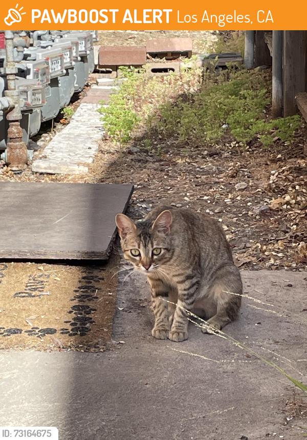 Found/Stray Female Cat last seen Gateway/Granville Ave, Los Angeles, CA 90064