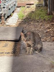 Found/Stray Female Cat last seen Gateway/Granville Ave, Los Angeles, CA 90064