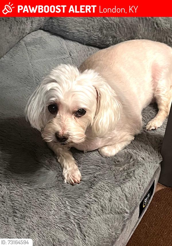 Lost Female Dog last seen London Airport Area, London, KY 40744