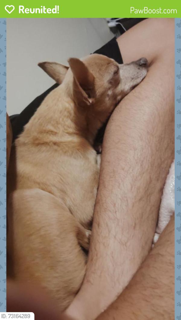 Reunited Male Dog last seen Adams Elementary, Colorado Springs, CO 80910