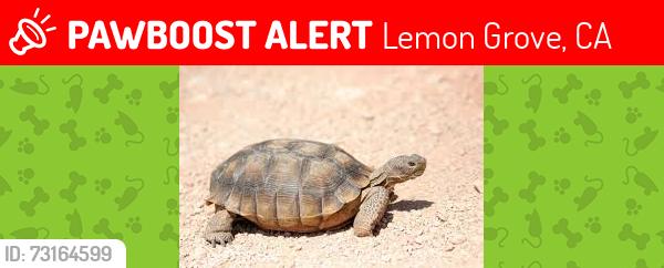 Lost Unknown Reptile last seen Washington. And Washington., Lemon Grove, CA 91945