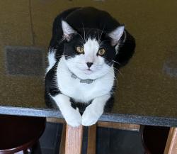 Lost Male Cat last seen Near Birchview, Brockton, MA 02301