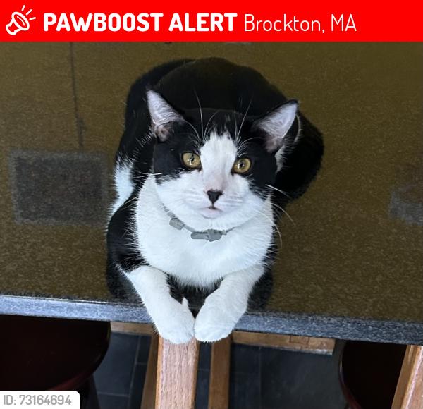 Lost Male Cat last seen Near Birchview, Brockton, MA 02301