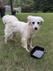 Found/Stray Unknown Dog last seen amberleigh neighborhood near johnson high school, Gainesville, GA 30507
