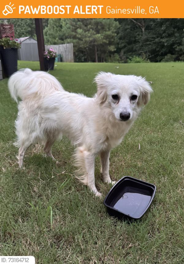 Found/Stray Unknown Dog last seen amberleigh neighborhood near johnson high school, Gainesville, GA 30507