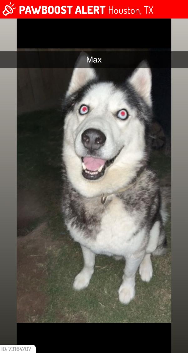 Lost Male Dog last seen Spring Meadows, Houston texas, Houston, TX 77043