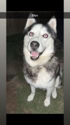 Lost Male Dog last seen Spring Meadows, Houston texas, Houston, TX 77043