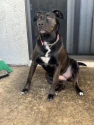 Lost Female Dog last seen N. Sterling Ave and Marshall Blvd, San Bernardino, CA 92404
