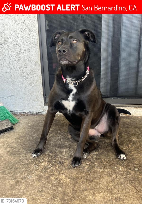 Lost Female Dog last seen N. Sterling Ave and Marshall Blvd, San Bernardino, CA 92404