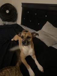 Lost Male Dog last seen Near silverfield ln, Houston, TX 77014