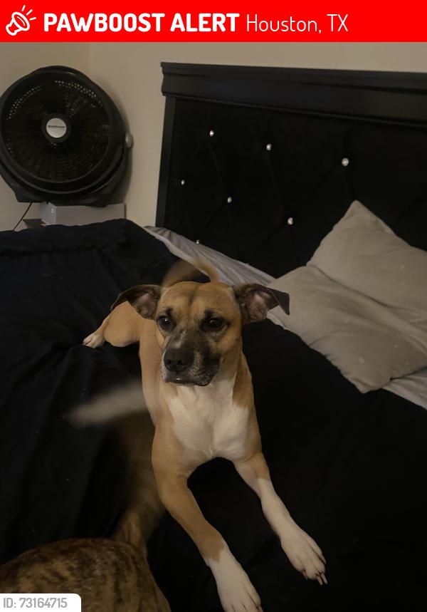 Lost Male Dog last seen Near silverfield ln, Houston, TX 77014