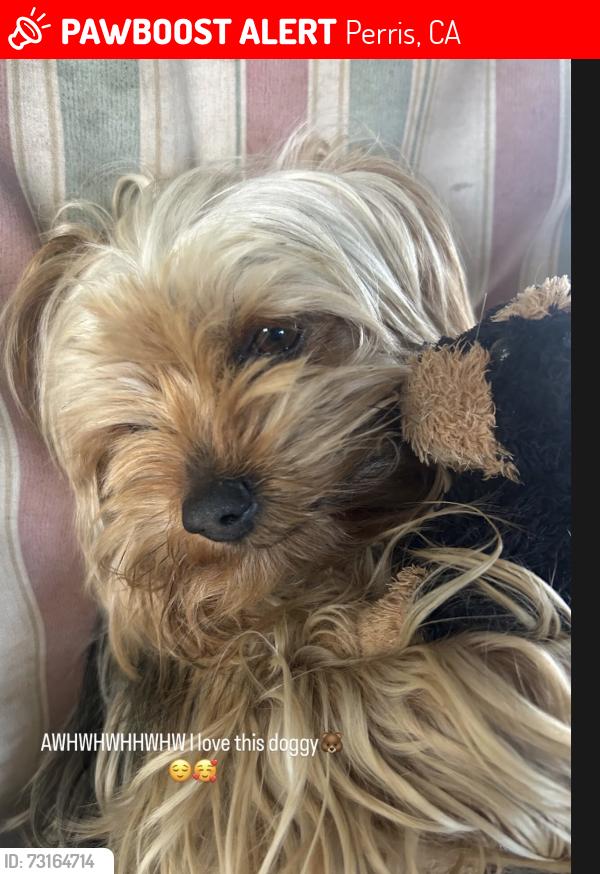 Lost Male Dog last seen By day st and Markham st, Perris, CA 92570