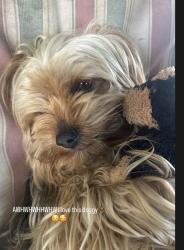 Lost Male Dog last seen By day st and Markham st, Perris, CA 92570