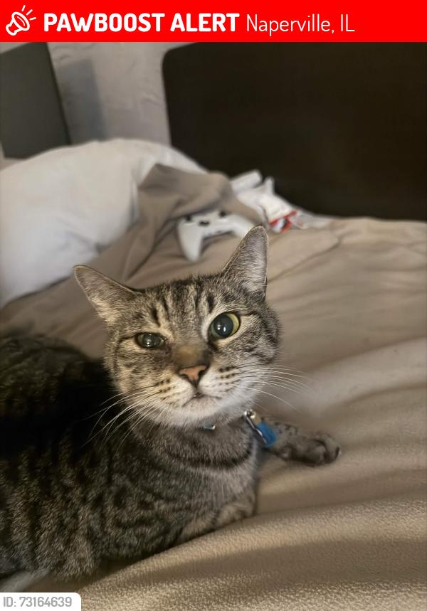 Lost Female Cat last seen Starbucks & Panera, Naperville, IL 60563