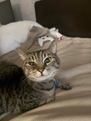 Lost Female Cat last seen Starbucks & Panera, Naperville, IL 60563