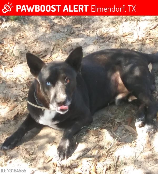 Lost Male Dog last seen Shady forest dr, Elmendorf, TX 78112