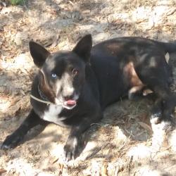Lost Male Dog last seen Shady forest dr, Elmendorf, TX 78112