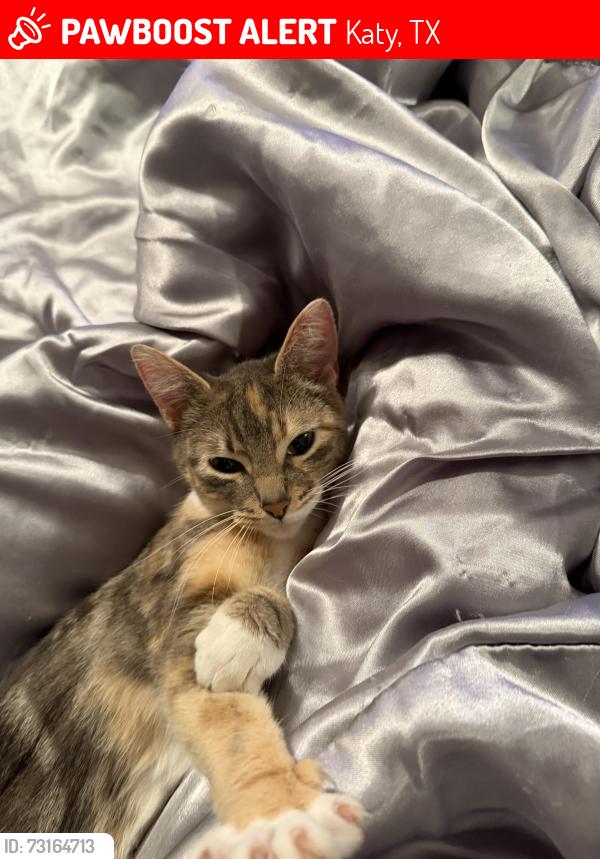 Lost Female Cat last seen Shillington dr, Katy, TX 77450