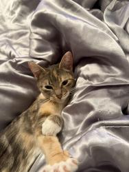 Lost Female Cat last seen Shillington dr, Katy, TX 77450