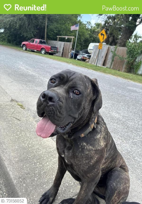 Reunited Female Dog last seen Bobe Dogwood, West Pensacola, FL 32505