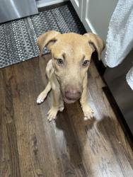 Found/Stray Unknown Dog last seen S Hampton Rd and Wright Rd, Dallas, TX 75211