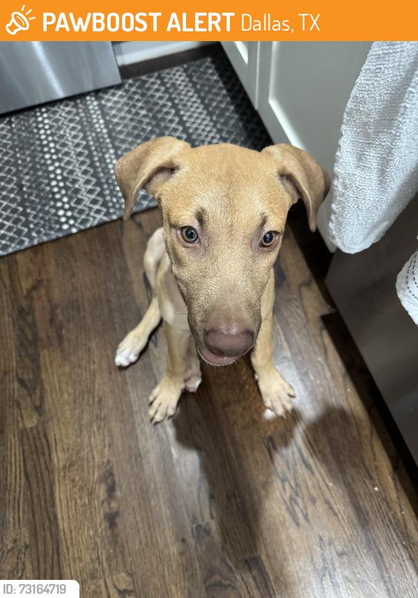 Found/Stray Unknown Dog last seen S Hampton Rd and Wright Rd, Dallas, TX 75211