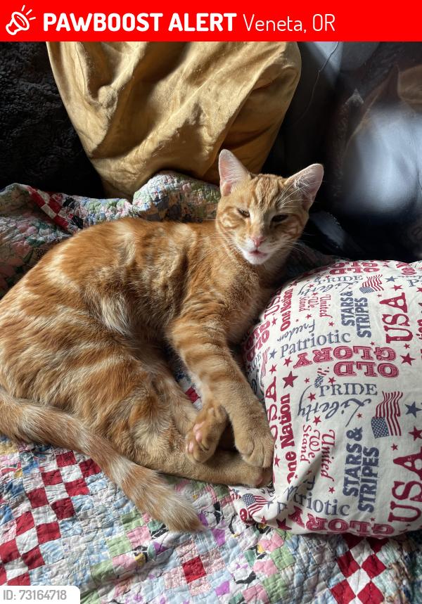 Lost Male Cat last seen Suttle rd & ridiculous rd, Veneta, OR 97437