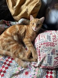 Lost Male Cat last seen Suttle rd & ridiculous rd, Veneta, OR 97437