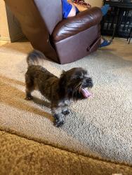 Found/Stray Male Dog last seen Timber Creek High school, Fort Worth, TX 76244