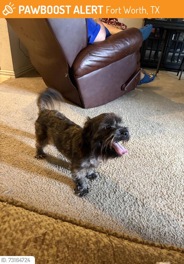 Found/Stray Male Dog last seen Timber Creek High school, Fort Worth, TX 76244