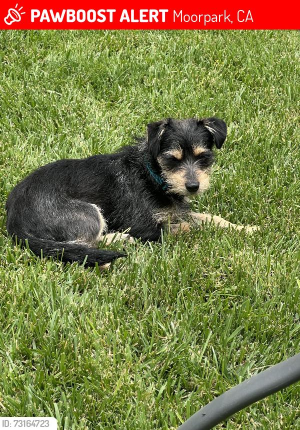 Lost Female Dog last seen Bear Valley Road and mill Valley, Moorpark, CA 93021
